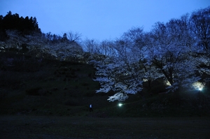 二戸・金田一温泉に「ドラゴン桜」　今年からライトアップ、新たな夜桜スポットに　