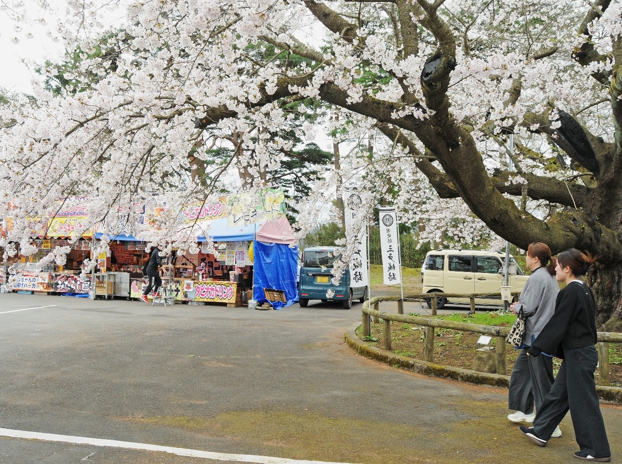 ソメイヨシノの見頃に開幕したさんのへ春まつり