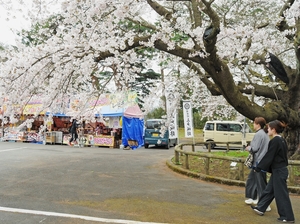 ソメイヨシノ、枝垂れ桜、八重桜…　多彩な桜楽しんで　さんのへ春祭り開幕