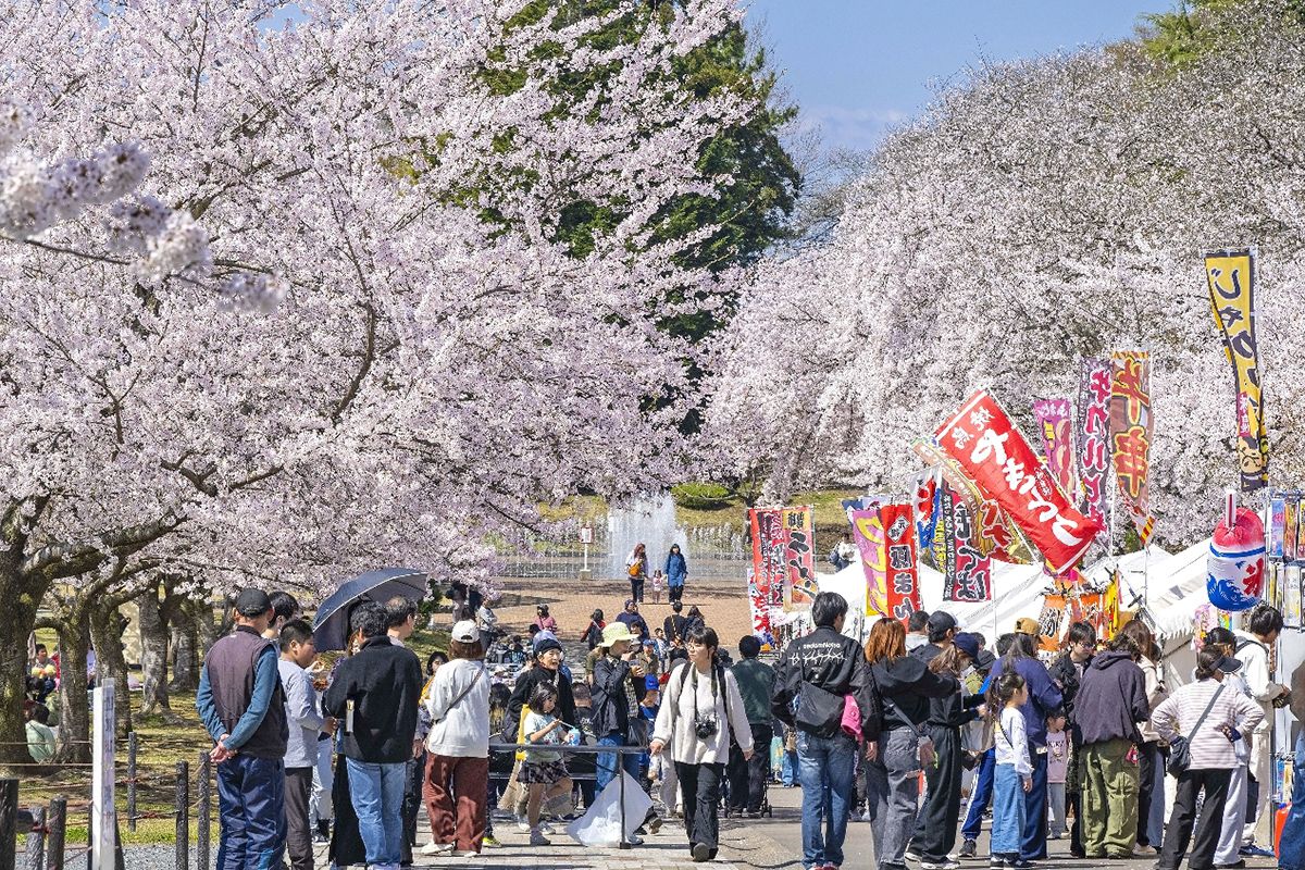 絶好のお花見日和となり、多くの行楽客であふれる八戸公園＝19日