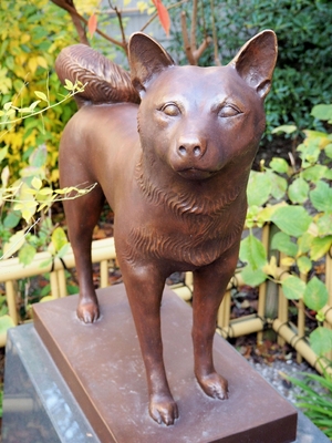 【どうぞう！　見て知って】元犬（東京都台東区）くせが出てへまばかり　古典落語で人間に変身