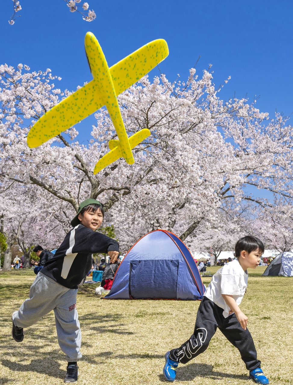 青空爽やか、お花見日和/八戸公園