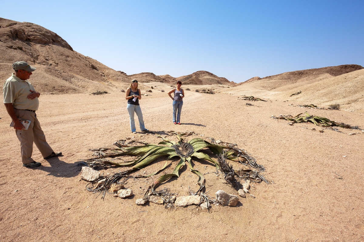 　かわいた砂地に葉をのばすウェルウィッチア＝ナミビアのスワコプムント