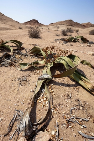 【世界おもしろ植物の旅】砂漠で千年も生きる　ウェルウィッチア