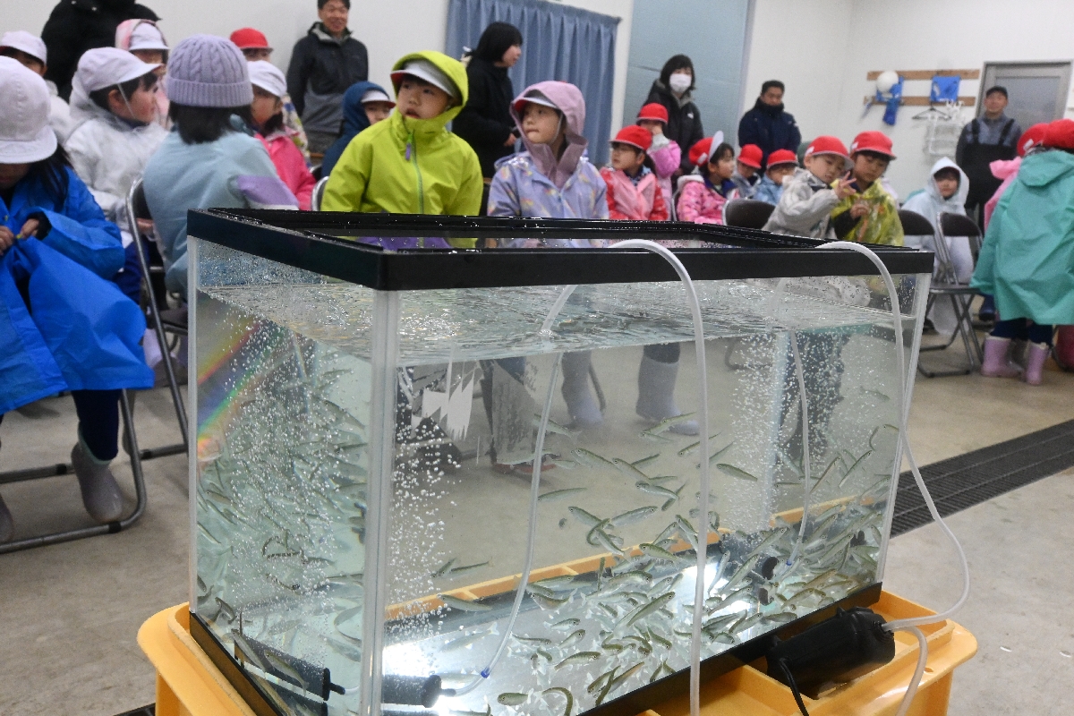 サケの生態などについて学習後、稚魚を放流した野田小2年生