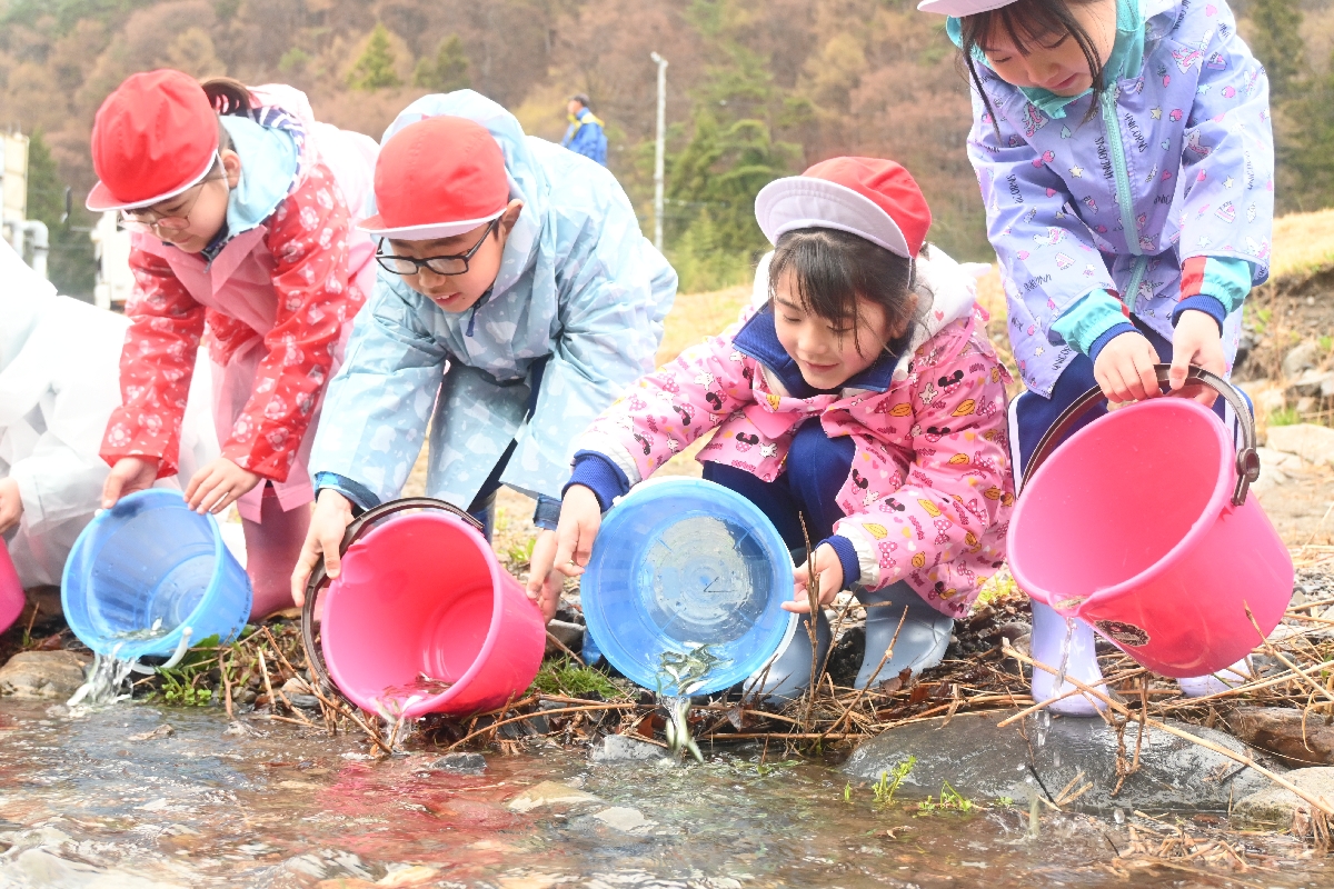 安家川にサケの稚魚を放流する野田小２年生