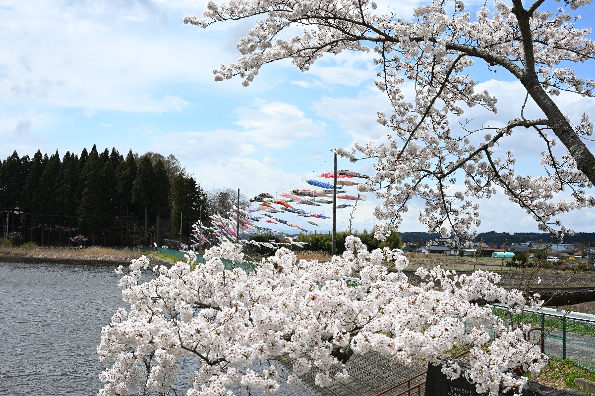 公園の桜も見頃を迎え、こいのぼりと桜の共演も楽しめる