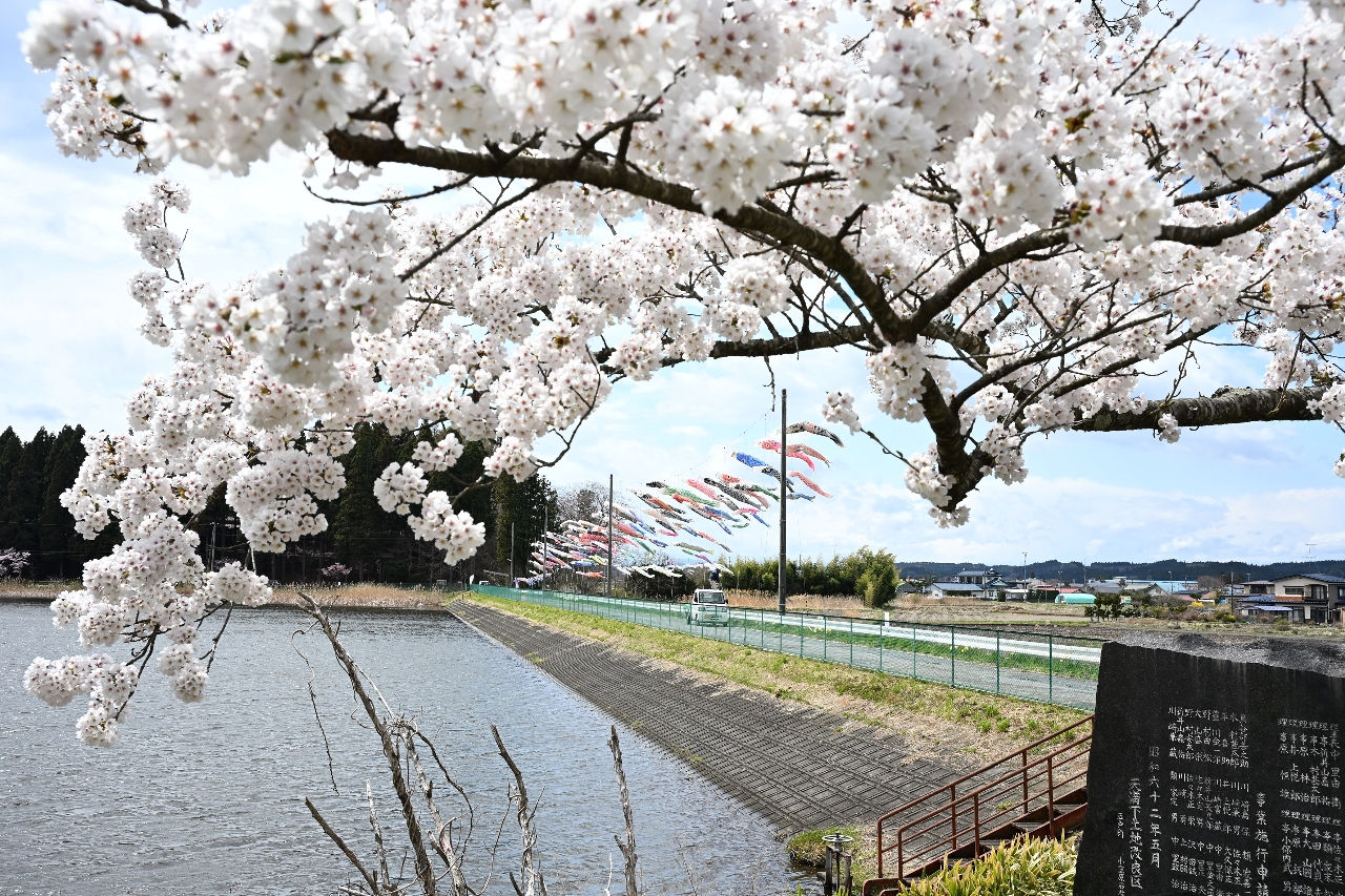 公園の桜も見頃を迎え、こいのぼりと桜の共演も楽しめる