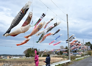見頃の桜と共に楽しんで　五戸・桜沼でこいのぼり掲揚