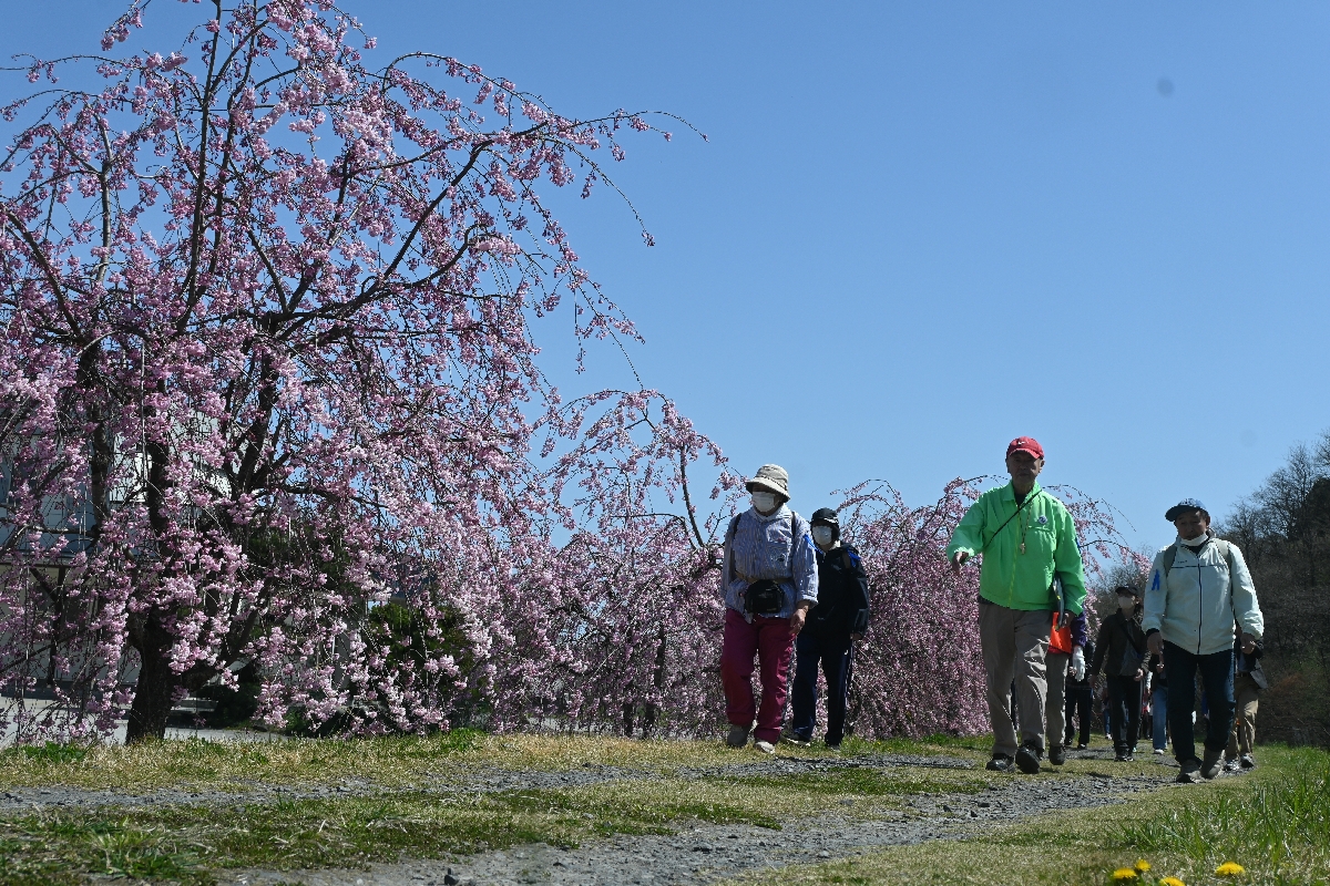 小久慈地区の桜の見どころを巡ったウオーキングイベント