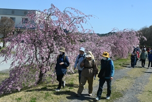 心地よい汗、春の訪れ体感　小久慈で桜ウオーキング