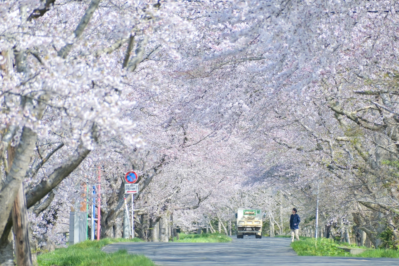 満開を迎えている小川原湖畔の千本桜＝２０日、東北町（松橋広幸撮影）