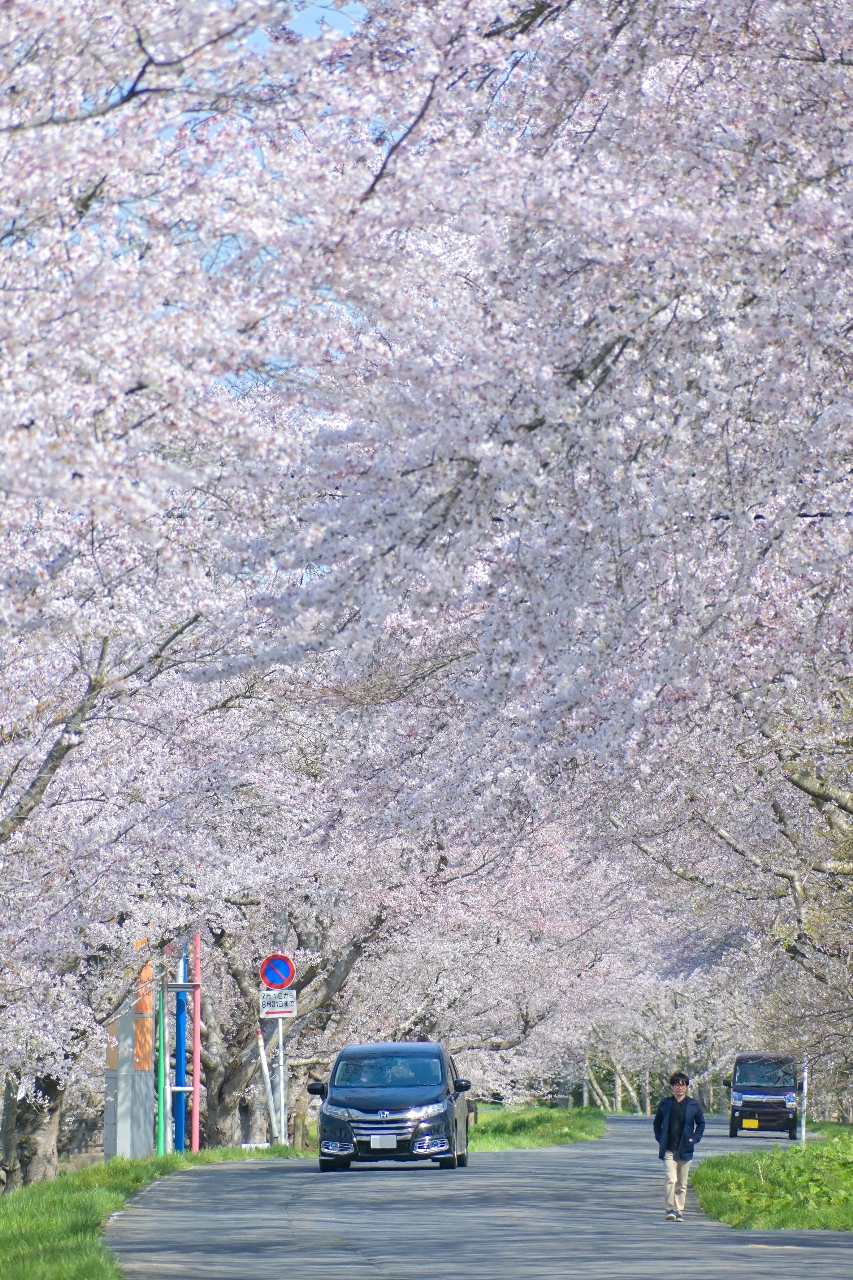満開を迎えている小川原湖畔の千本桜＝２０日、東北町（松橋広幸撮影）