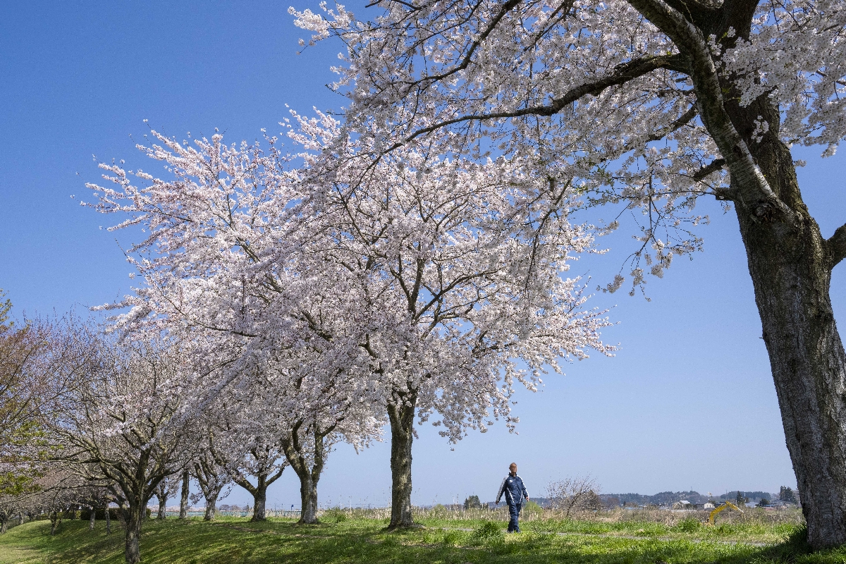 満開となった奥入瀬川沿いの「木内々桜づつみ」＝２０日、おいらせ町