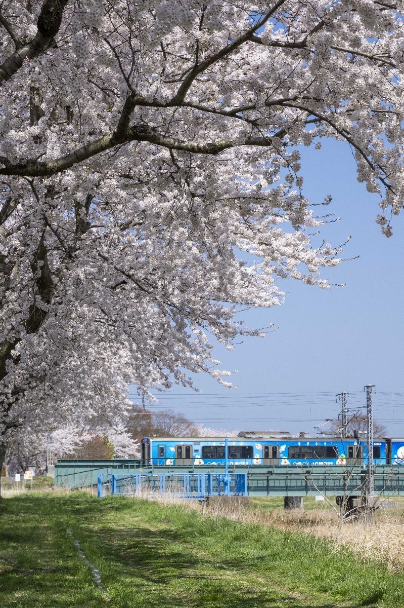 満開となった奥入瀬川沿いの「木内々桜づつみ」=20日、おいらせ町