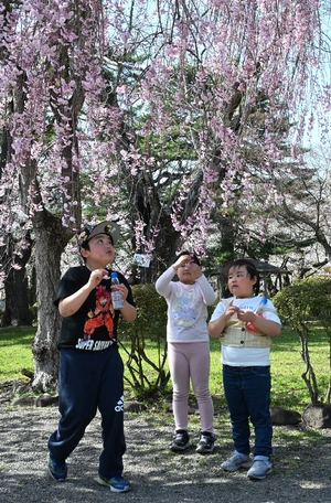 三戸で今年初の夏日　最高気温26.4度