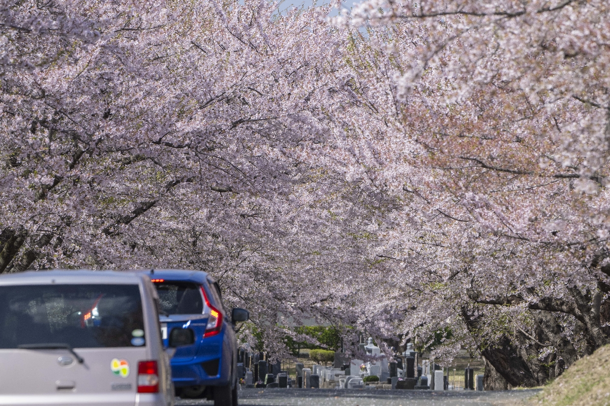 強い風の影響もあり、桜の花びらが舞い始めた園内＝２１日、八戸市営東霊園