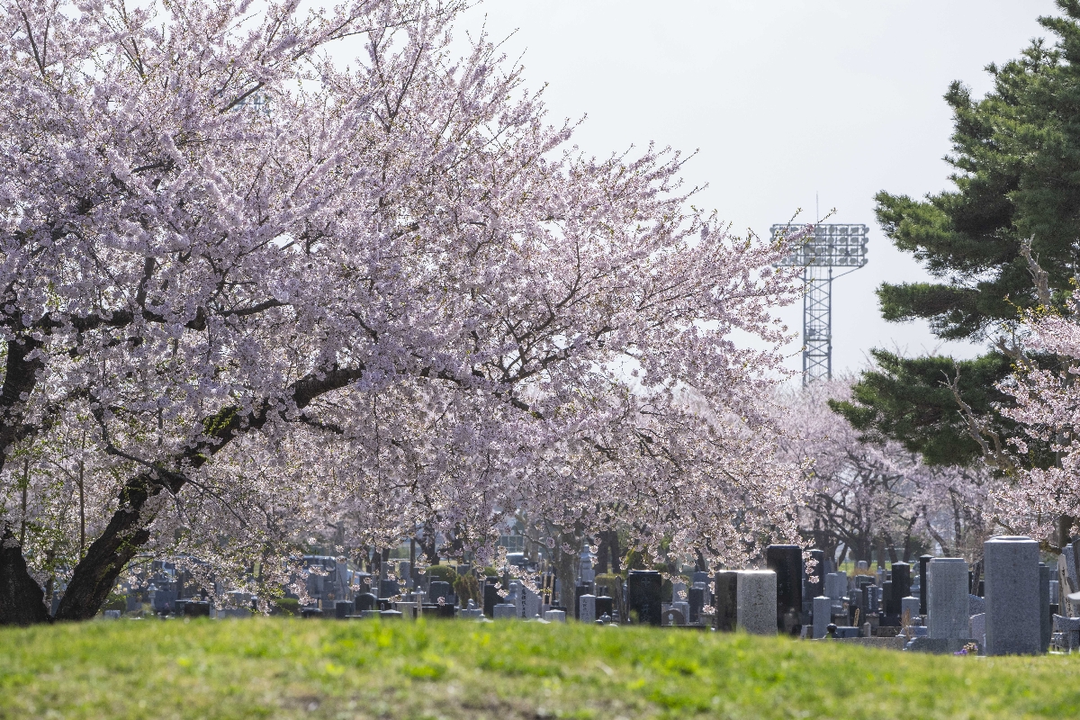 強い風の影響もあり、桜の花びらが舞い始めた園内=21日、八戸市営東霊園