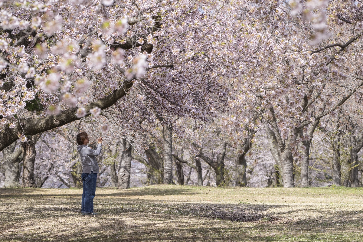 強い風の影響もあり、桜の花びらが舞い始めた園内＝２１日、八戸市営東霊園