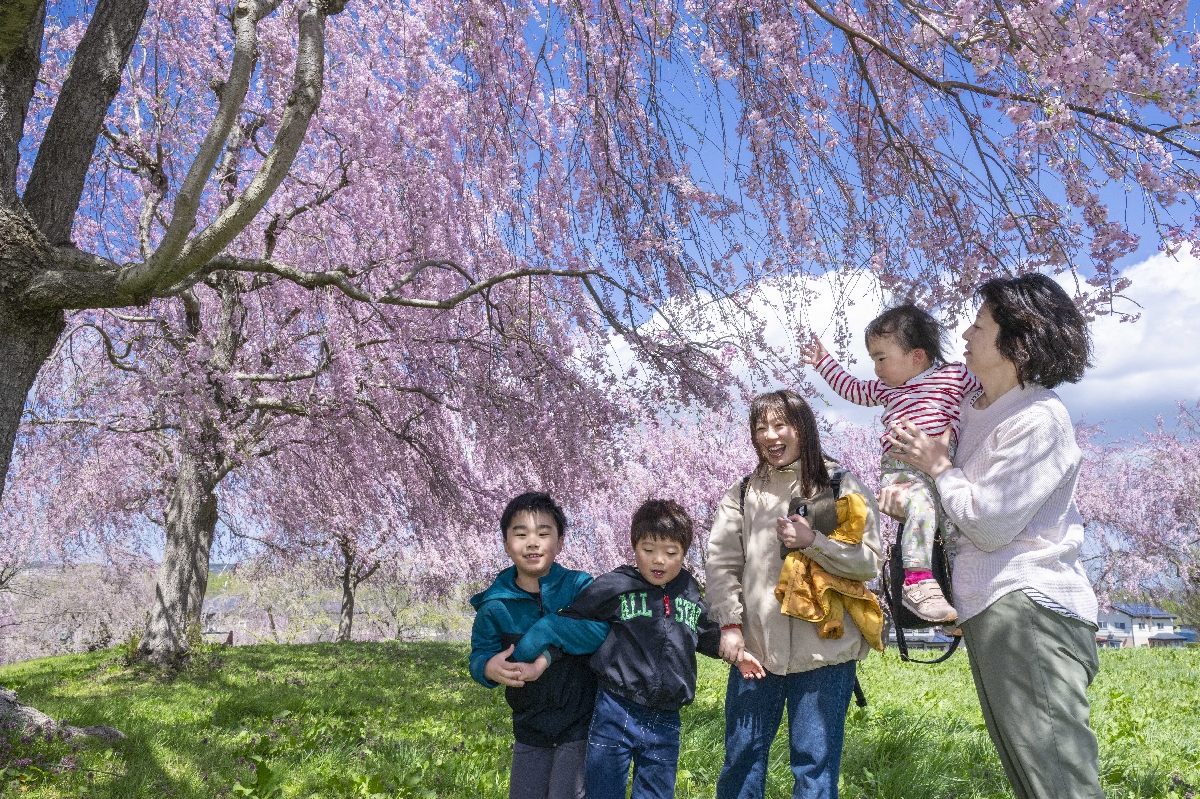 青空に映える満開のシダレザクラ=21日、八戸市の史跡根城の広場
