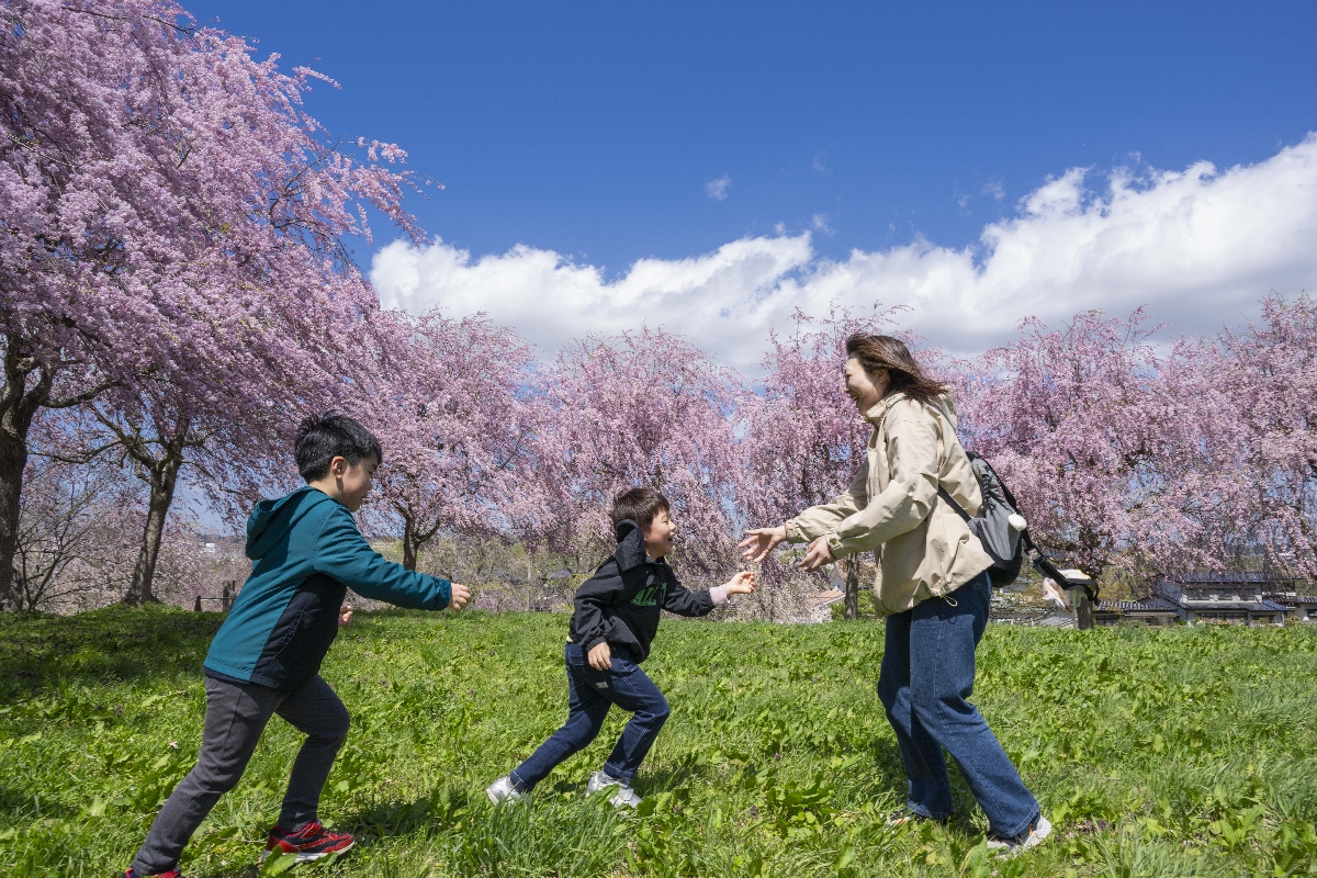 シダレザクラが咲き誇るなか、元気よく遊ぶ家族=21日、八戸市の史跡根城の広場