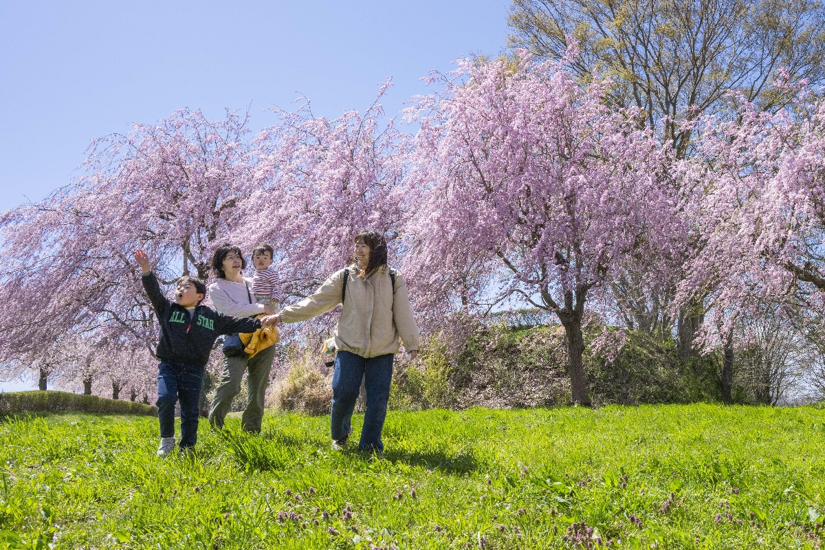 シダレザクラが咲き誇るなか、場内を散策する家族＝２１日、八戸市の史跡根城の広場