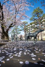 北奥羽さくらマップ2026※随時更新