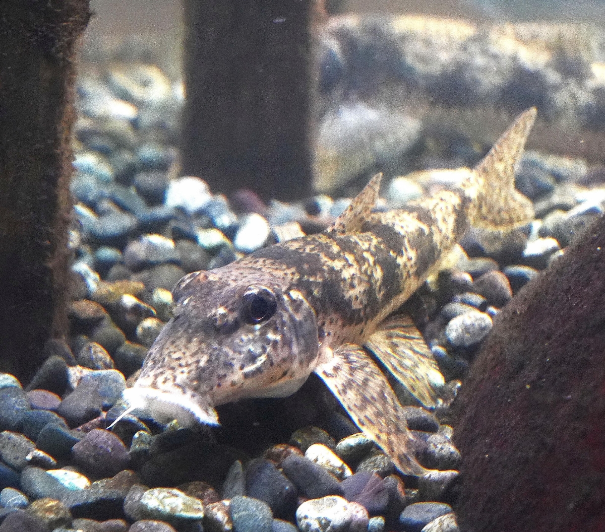 カマツカは木杭のそばにいた=相模原市の相模川ふれあい科学館