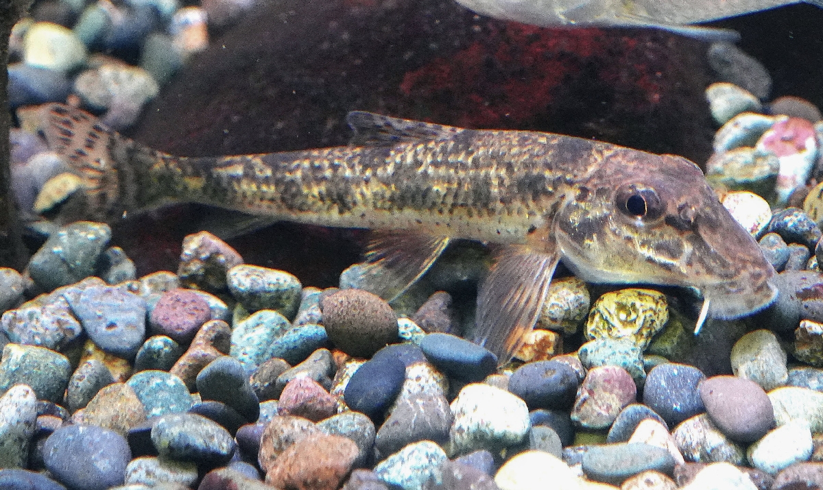 カマツカ。えさをすいこもうとしているように見える=相模原市の相模川ふれあい科学館