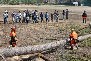 生徒見守った木々をベンチに　旧六戸中で再生プロジェクト