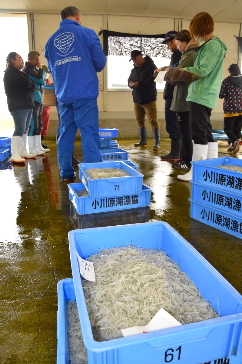水揚げされたワカサギやシラウオに札を入れる仲買人＝２２日、東北町