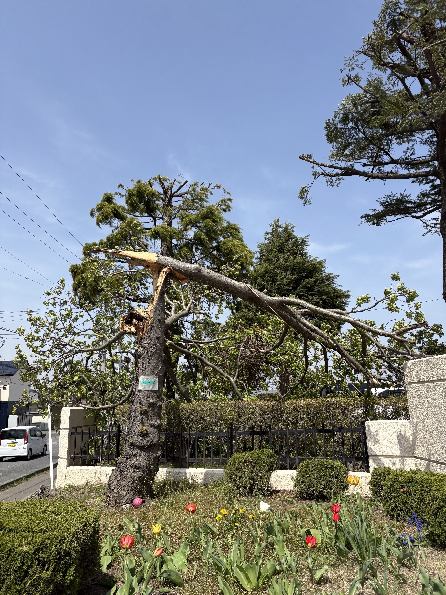 幹の中央付近で折れたナナカマドの木＝２２日午後０時半ごろ、八戸市立城下小（市教委提供）