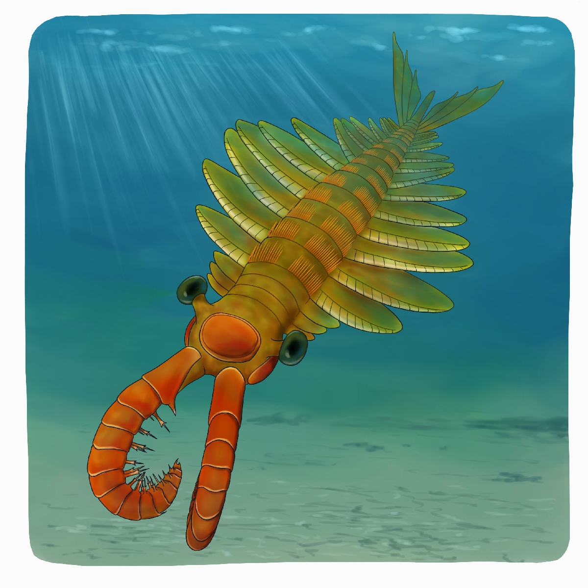 　（ｃ）迫野貴大