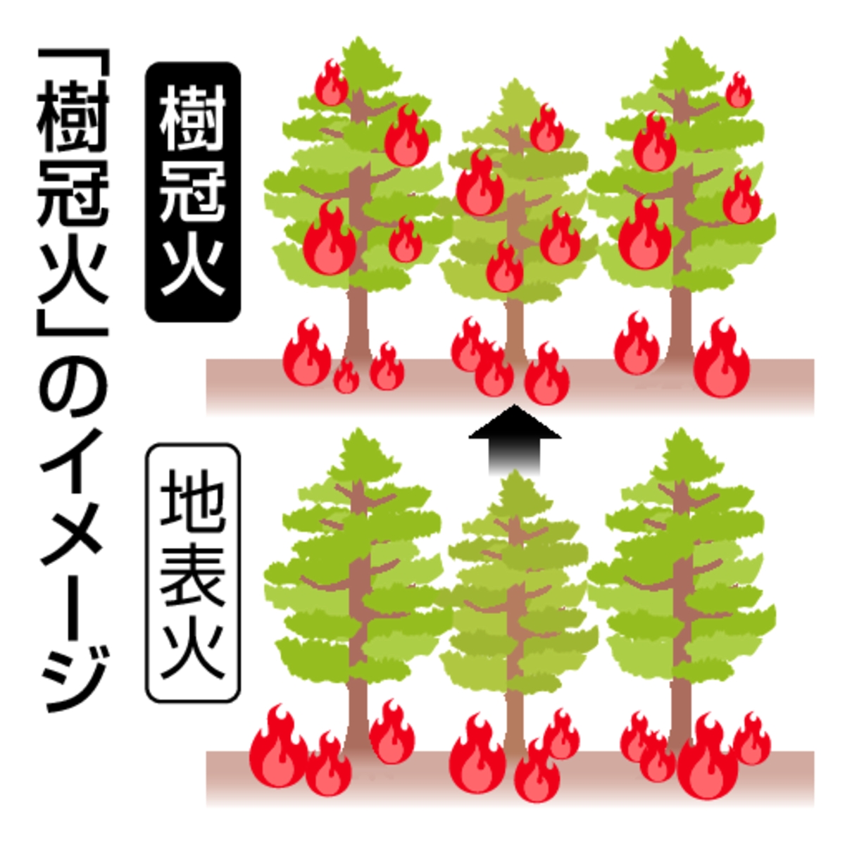 「樹冠火」のイメージ