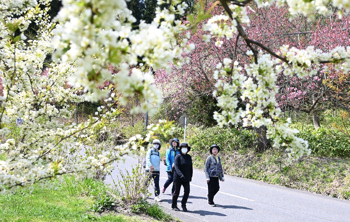 果樹の花見を楽しみながら散策する参加者