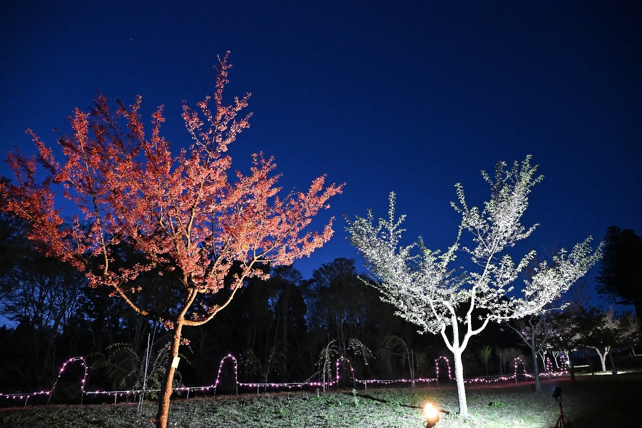 ライトアップされた今熊保食神社の桜
