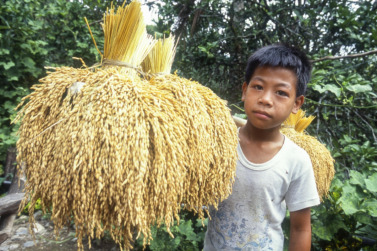 　収穫したイネをかつぐ少年＝フィリピン・イフガオ州