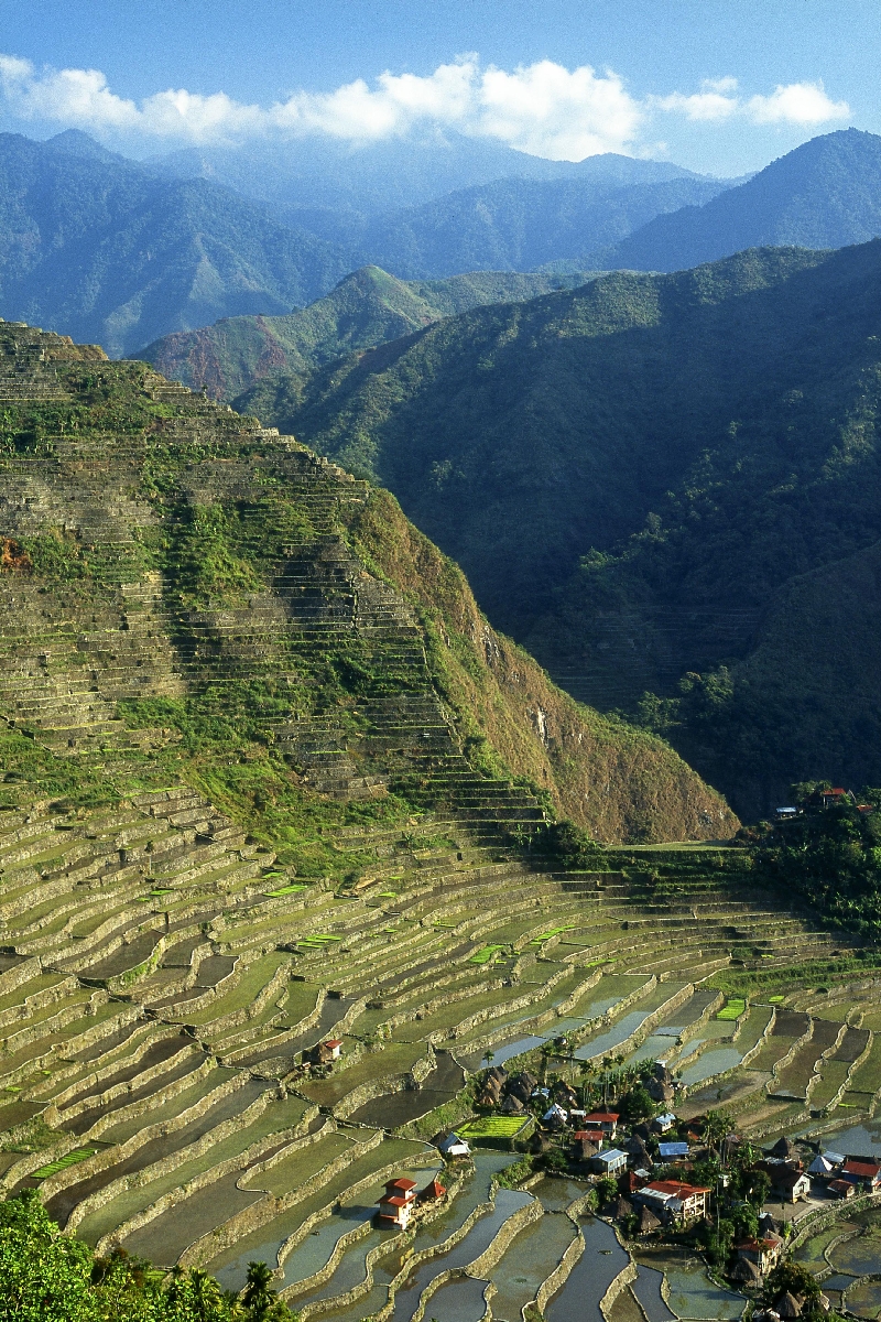 しゃめんに続く棚田。国連教育科学文化機関(ユネスコ)の世界文化遺産となっています=フィリピン・イフガオ州