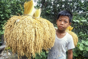 【世界おもしろ植物の旅】お供えし感謝する命の植物 「天国への階段」のイネ
