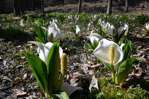 気品漂う純白の衣　戸井良沢公園でミズバショウ見頃／九戸
