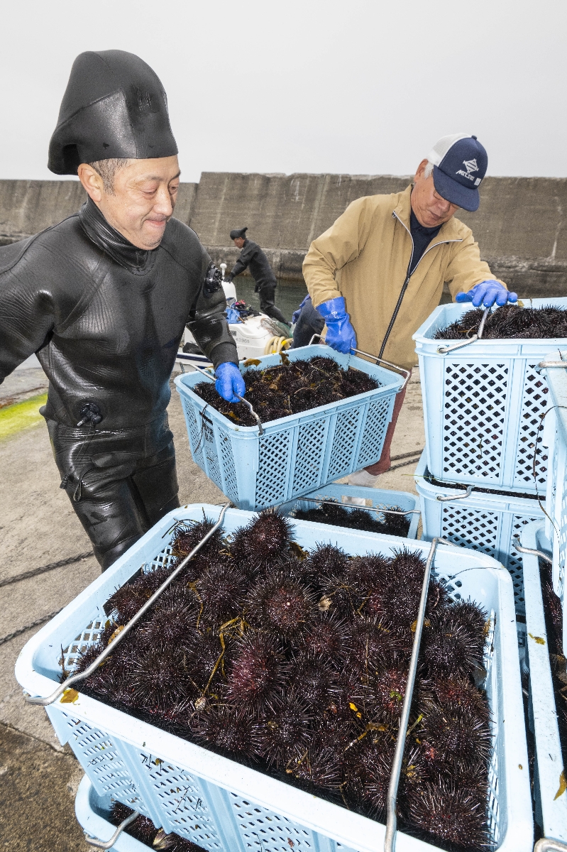 おまたせ、宿戸のウニだよ 洋野、今季の漁スタート