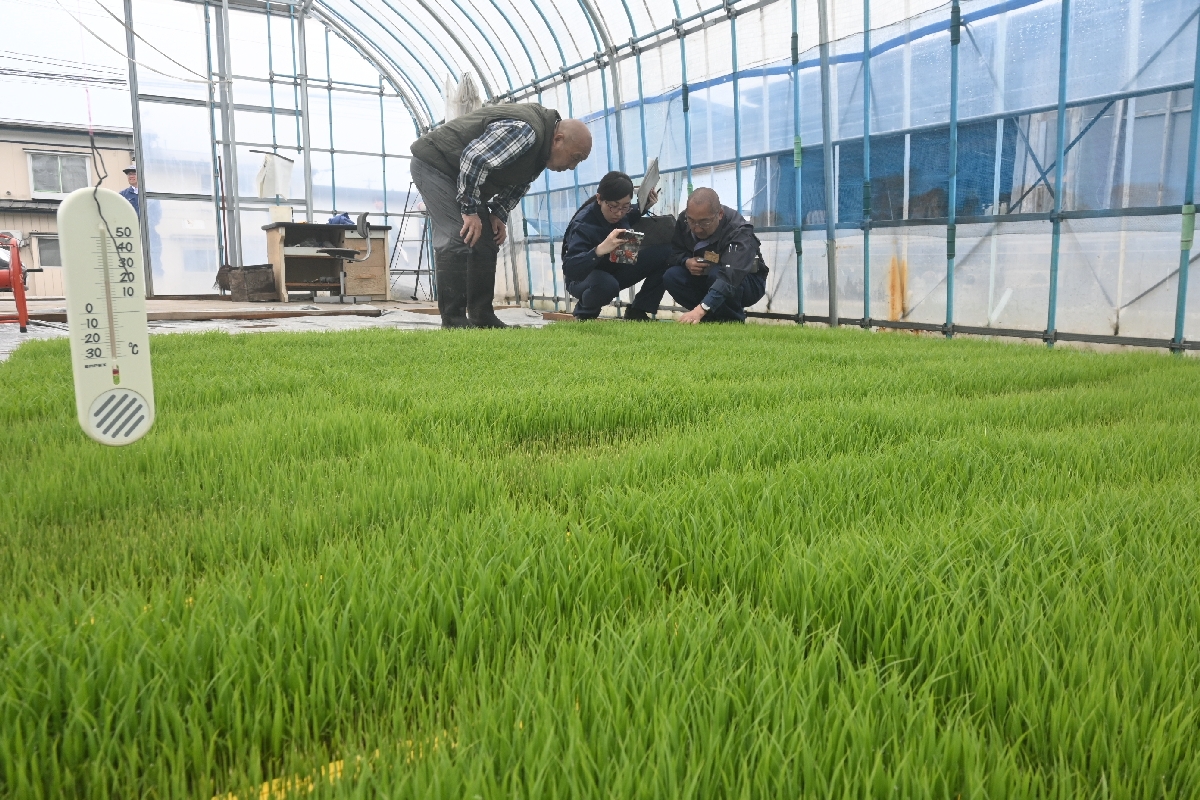 青森県南地方でコメの育苗が進む中、良質米生産に向けて開かれた現地講習会=27日、八戸市