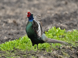 鮮やかな姿で縄張りアピール キジの鳴き声盛ん/階上