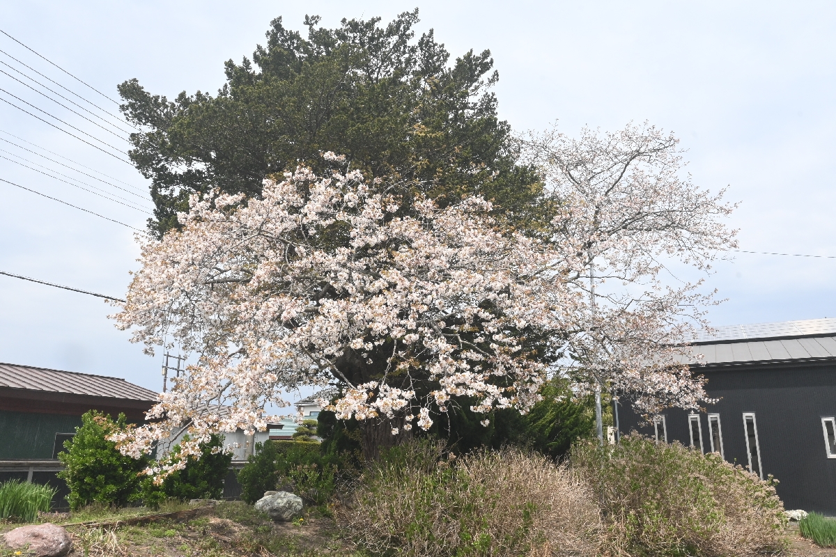 木村芳孝さん宅の庭に咲いたヤマザクラ。イチイの木の幹から生えている=28日、八戸市