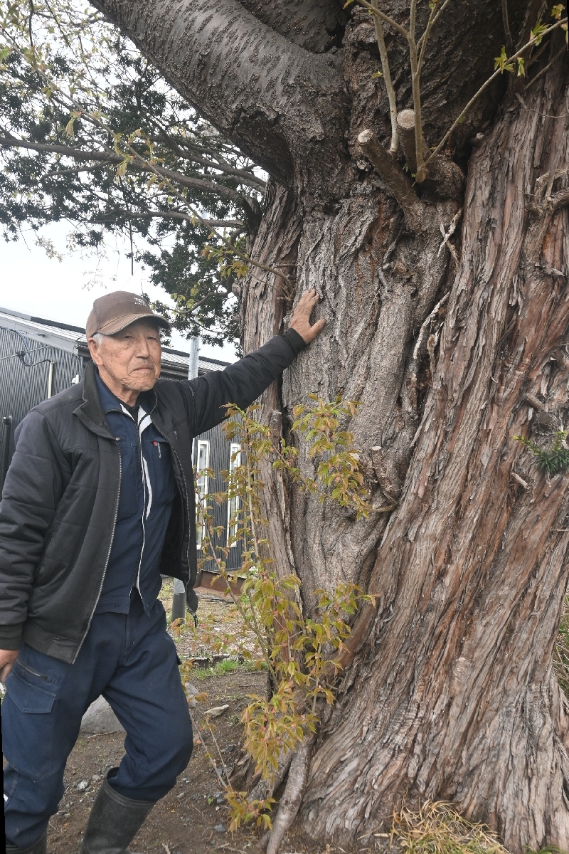 ヤマザクラを触る木村芳孝さん。イチイの幹の間から生えているのが分かる