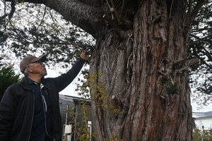 緑と薄ピンク色のコントラスト鮮やか　イチイの幹に生えたヤマザクラ、今年も満開に《📸×３》