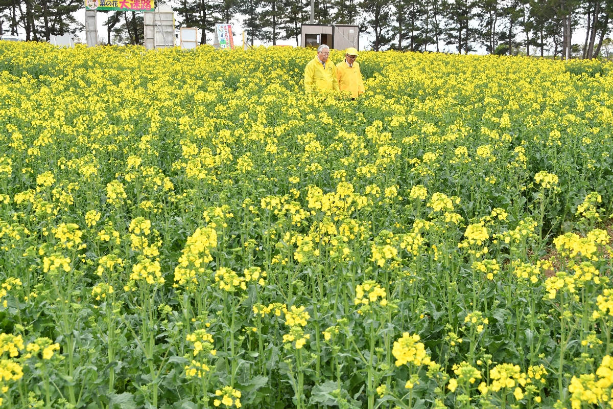 季節を彩る黄色のじゅうたん　横浜町で菜の花開花宣言