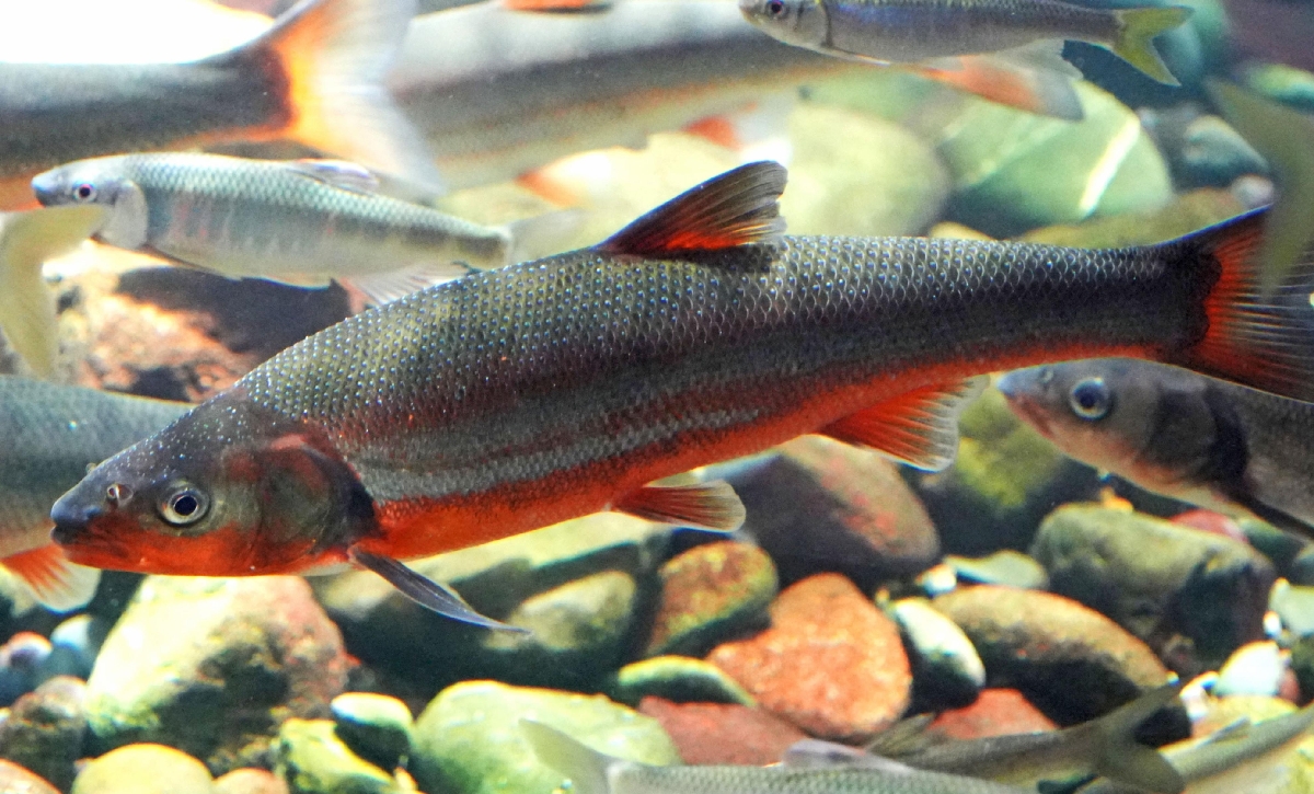 水槽にいるウグイ。きれいな婚姻色が出ている=神奈川県相模原市の相模川ふれあい科学館