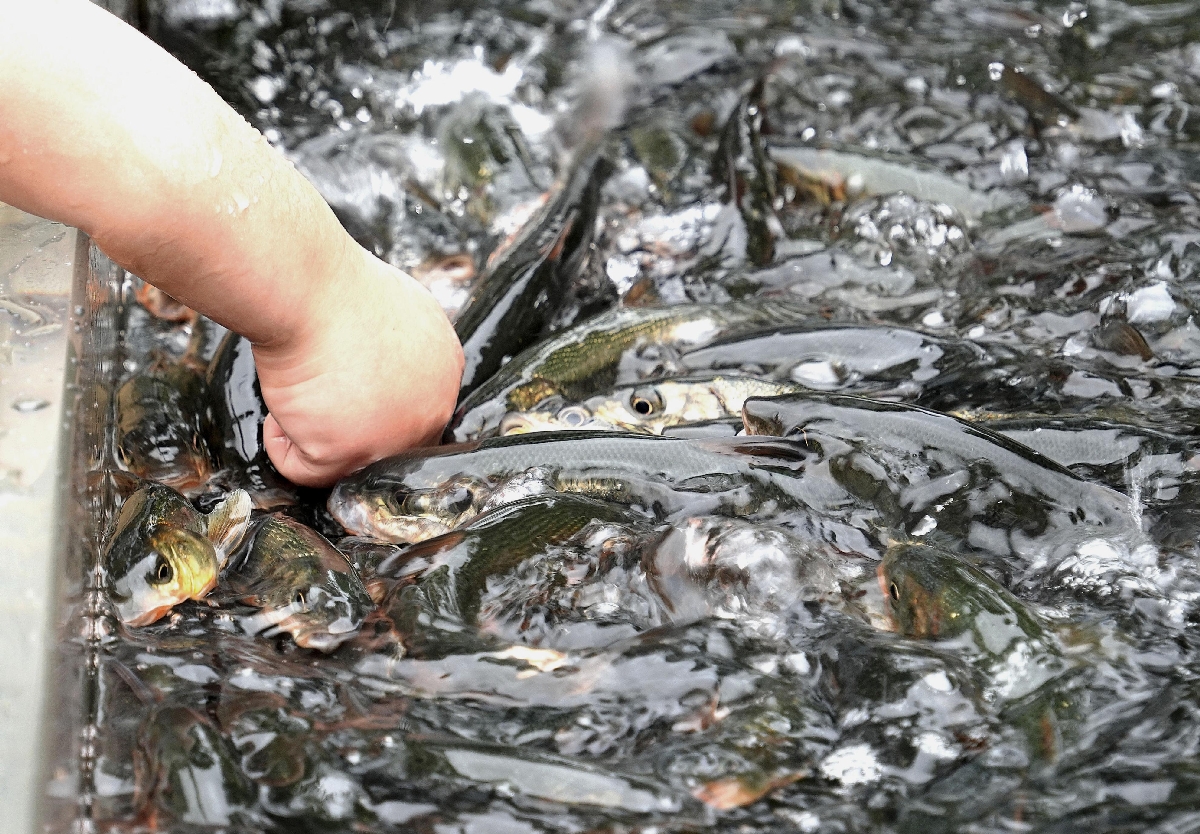 　えさをあたえる人の手に集まるウグイ＝神奈川県相模原市の相模川ふれあい科学館