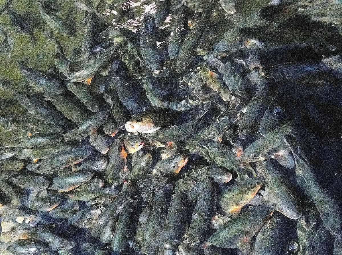 えさをもらいに集まってくるウグイ=神奈川県相模原市の相模川ふれあい科学館